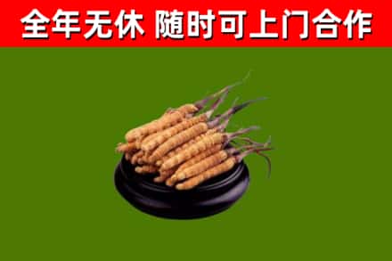 会泽回收冬虫夏草