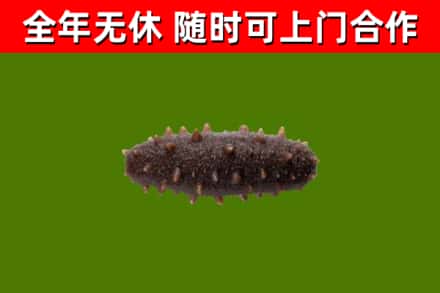 会泽回收海参干